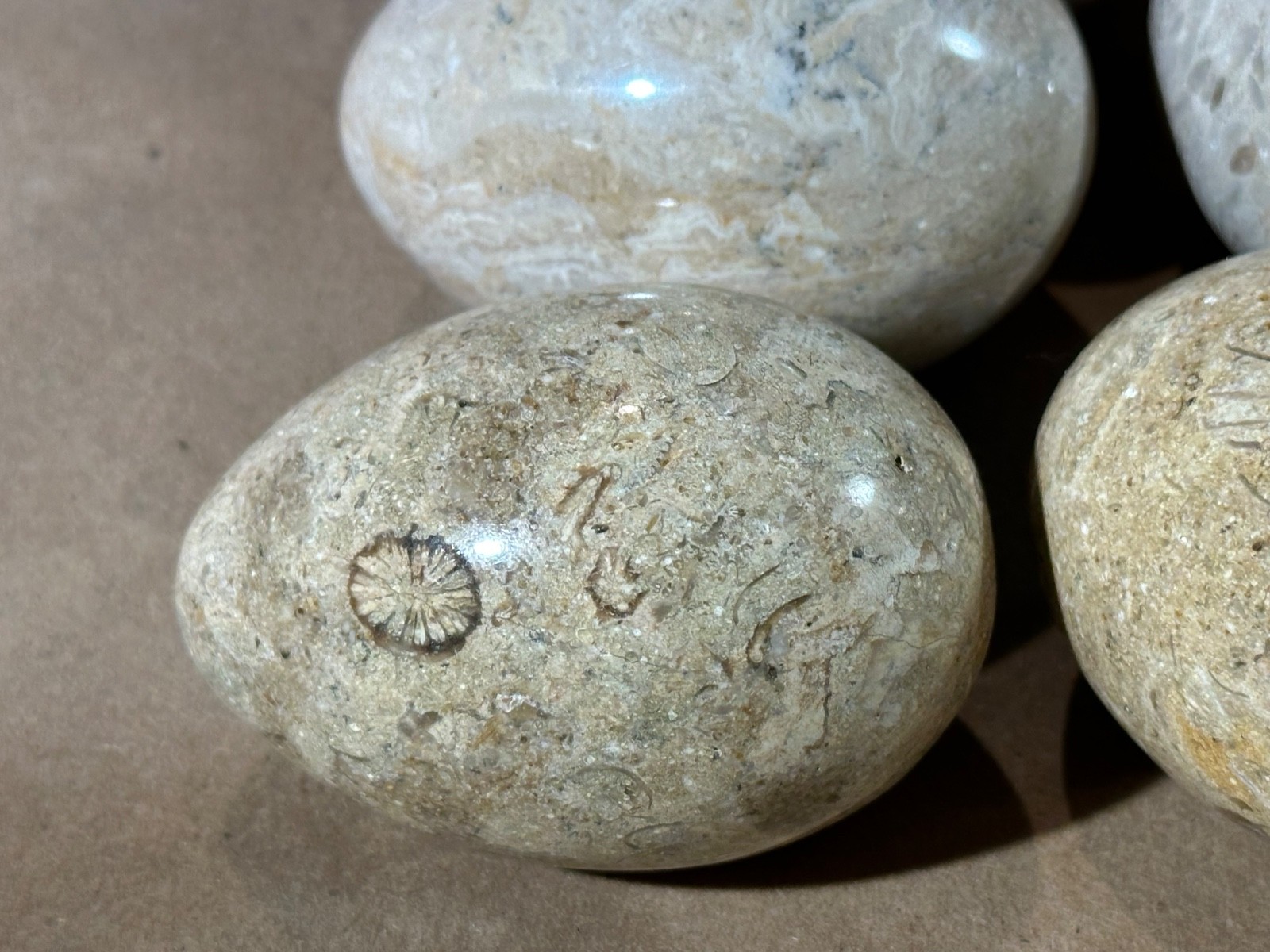 Lot of 10 Fossil Coral / Fossiliferous Limestone Polished Gemstone Eggs 2.75” –
