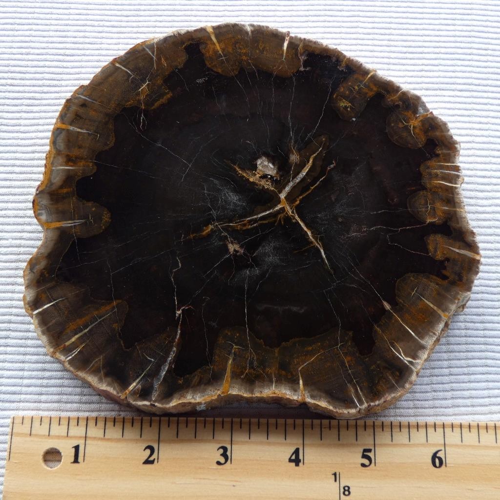 RimRock: 1.90 Lbs Polished NEW MEXICO PETRIFIED WOOD Rough Full Round