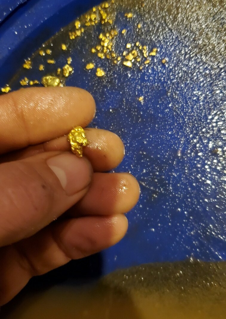 1 GRAM BONUS NUGGETS California Gold Panning Paydirt Trommel Concentrates