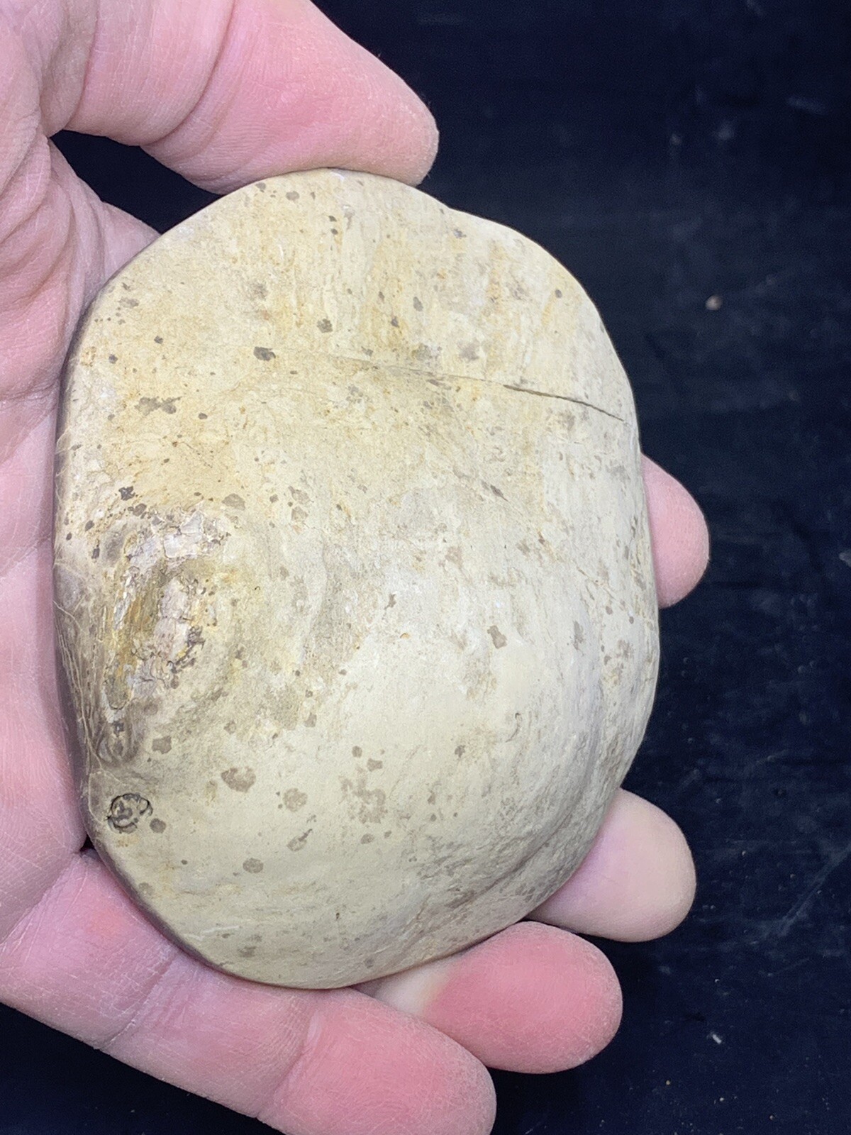 Septarian Nodule, Dragon Stone,End cut ( Utah ), Description Card, stand