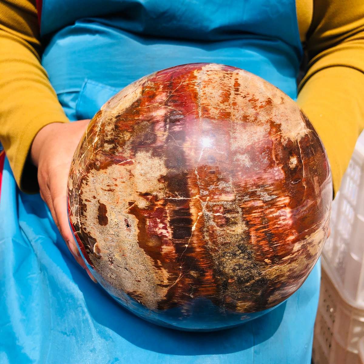 16.1LB Rare Natural Petrified Wood Ball Crystal Quartz Mineral Healing 4708