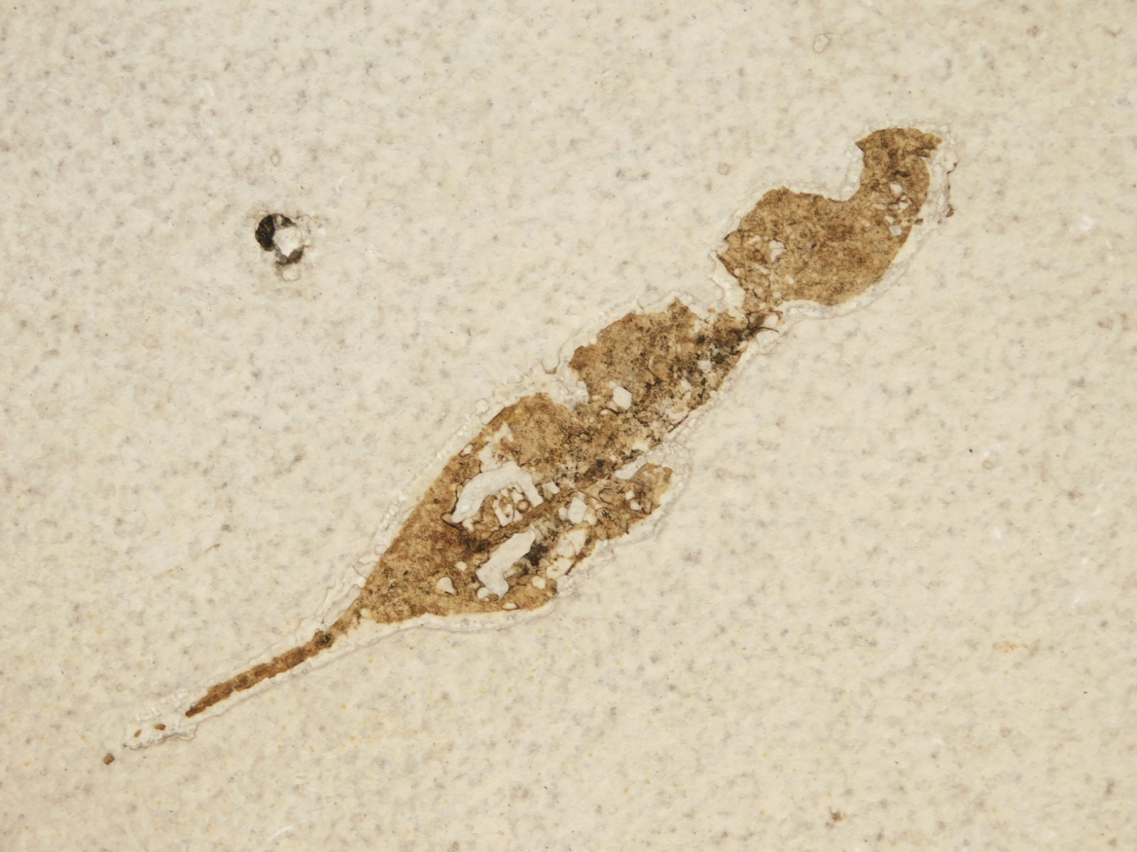 100% Natural 50 Million Year Old LEAF Fossil in BIG Matrix! Wyoming 1232gr