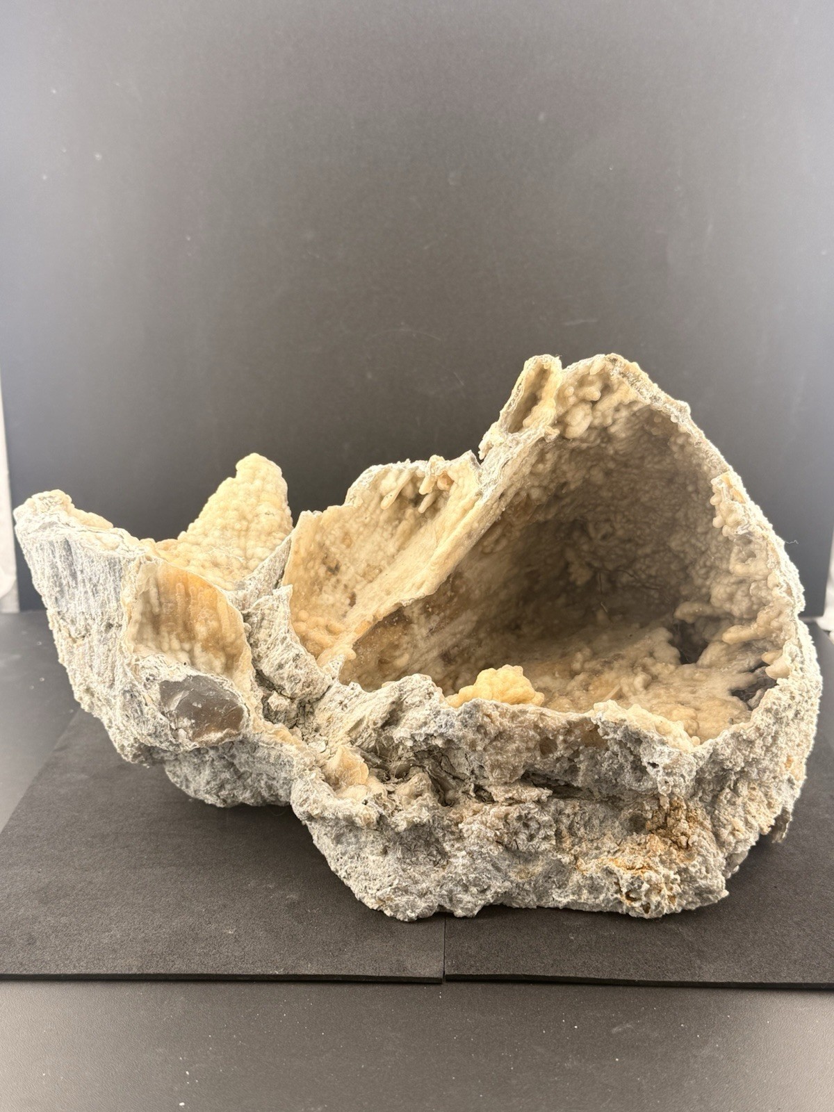 Large Natural Self Collected Florida Advertised Coral Natural Specimen