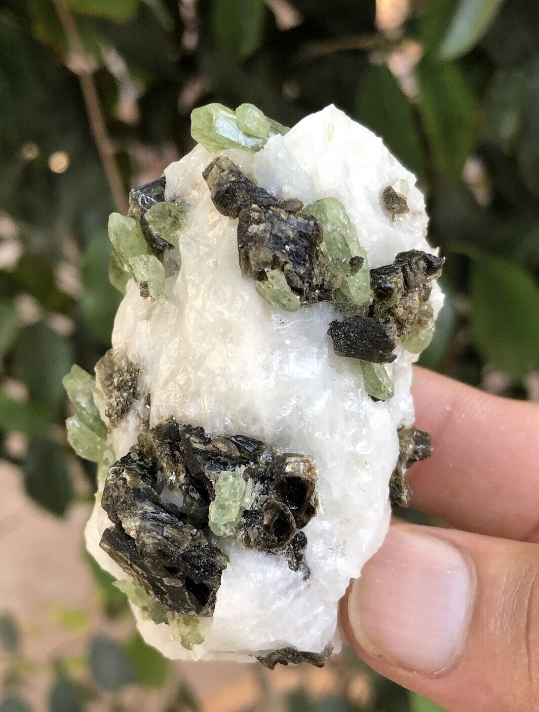 Natural rare green diopside crystals on white calcite with brown phlogopite