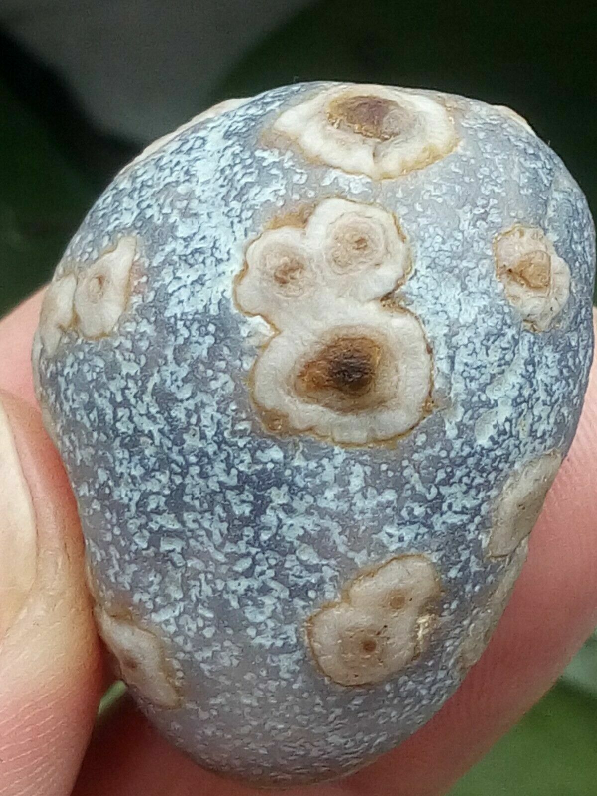 36mm Natural Gobi agate eye agate/stone,Suiseki-viewing collection china