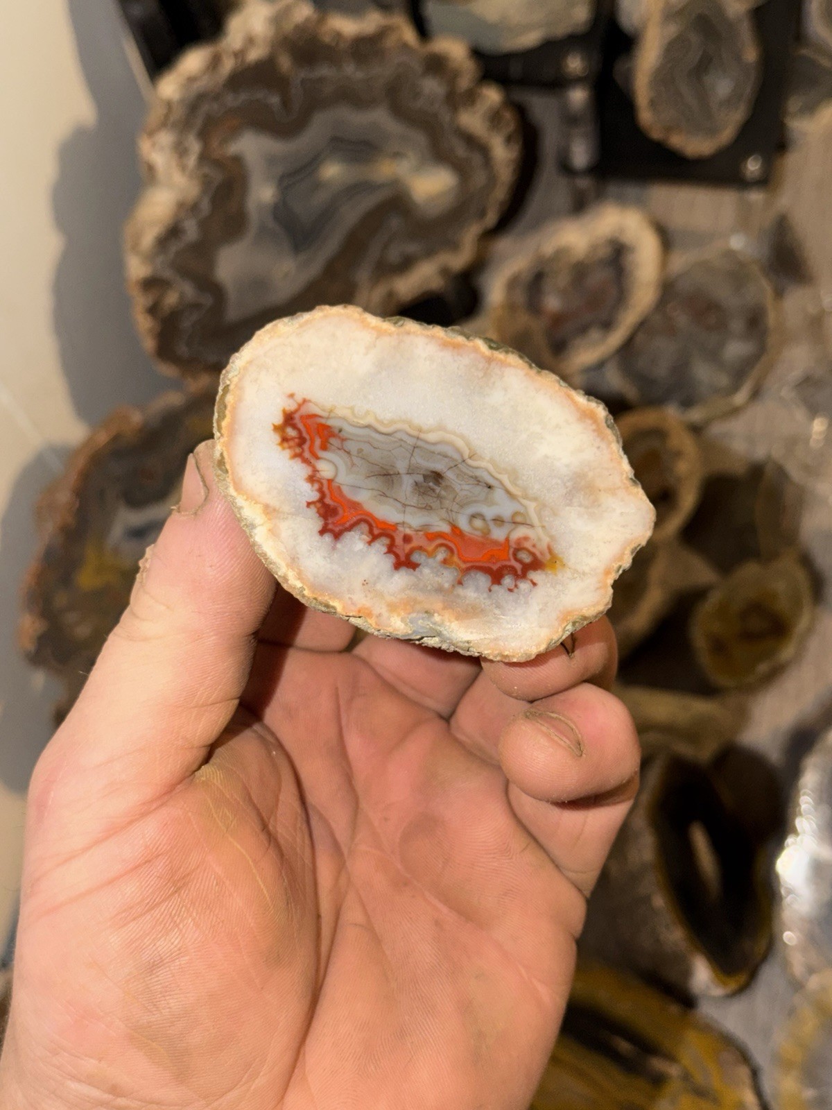 Imperial Kentucky Agate Specimen USA Red White And Blue Half Nodule Polished