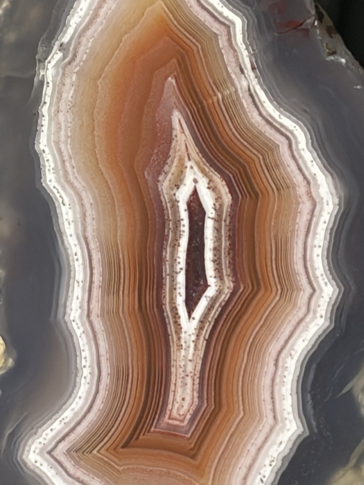 Laguna Agate Excellent Banding Mexico Polished Specimen