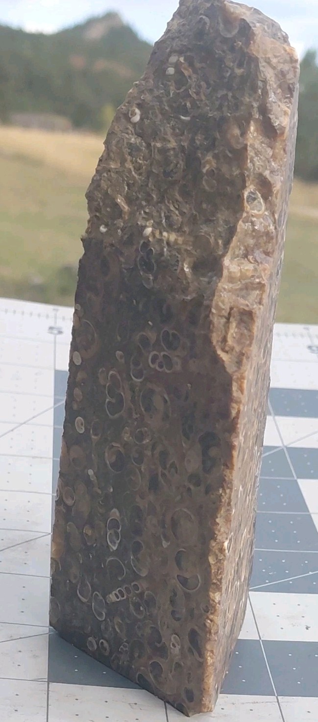 1 lb Turritella Agate Cross Section Snail Fossils Slabbed 4 Sides 5 3/4″ Wyoming