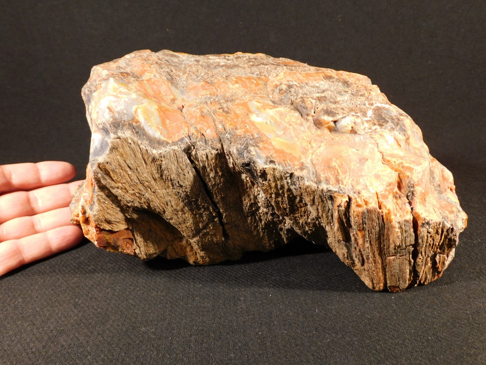 BIG! Highly Agatized Petrified WOOD Fossil From Triassic Arizona 3583gr