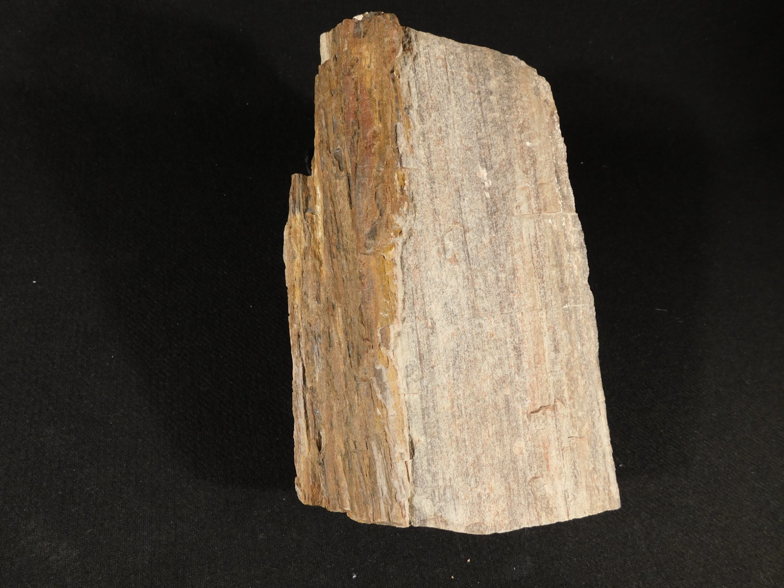 Nice BARK! Big Petrified Wood Fossil From Jurassic Utah 2575gr