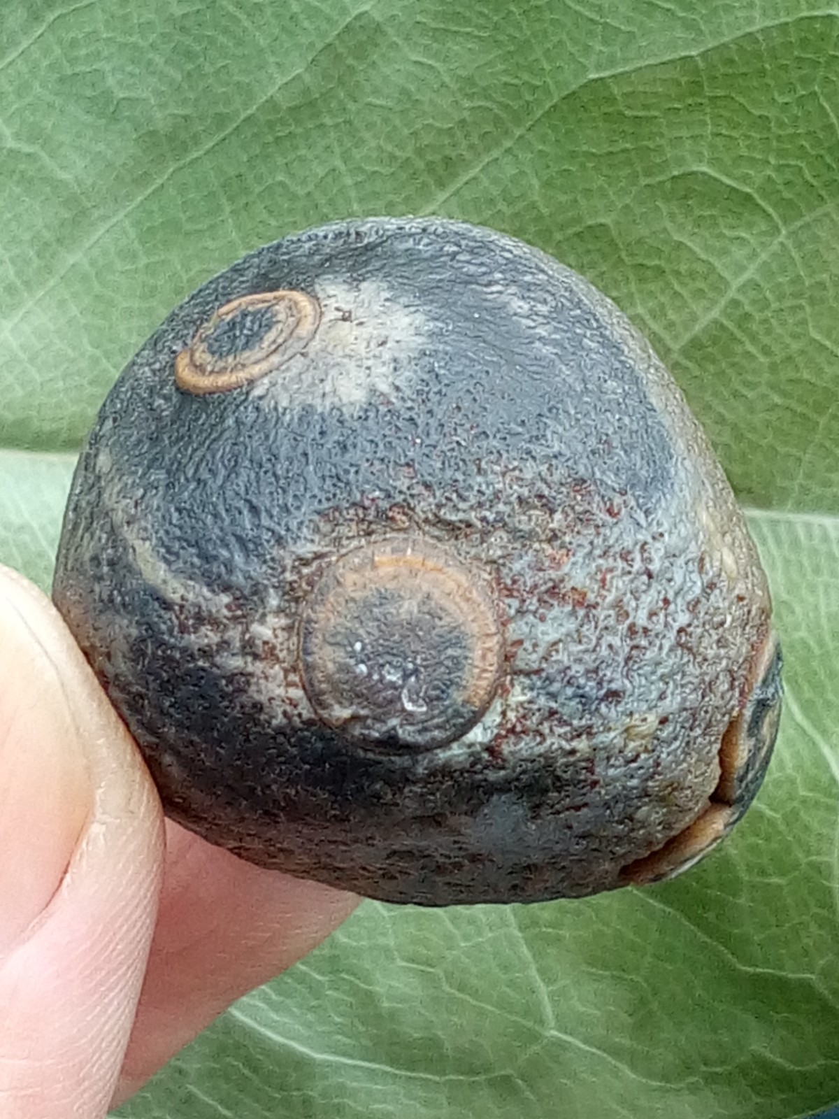 36mm Beautiful Natural GoBi agate eye agate stone collection