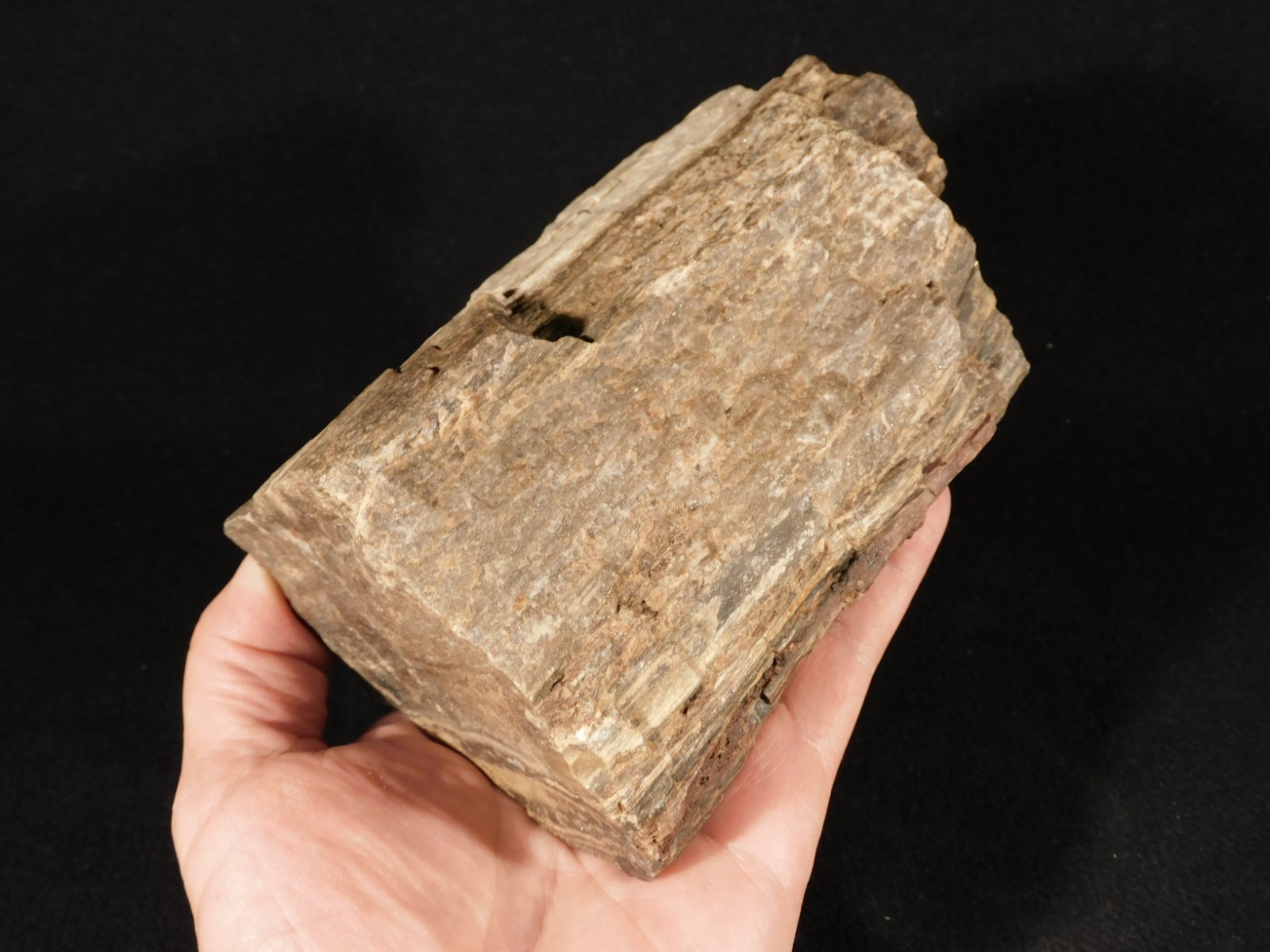 Well Defined BARK! Big 100% Natural Petrified Wood Fossil Jurassic Utah 1740gr