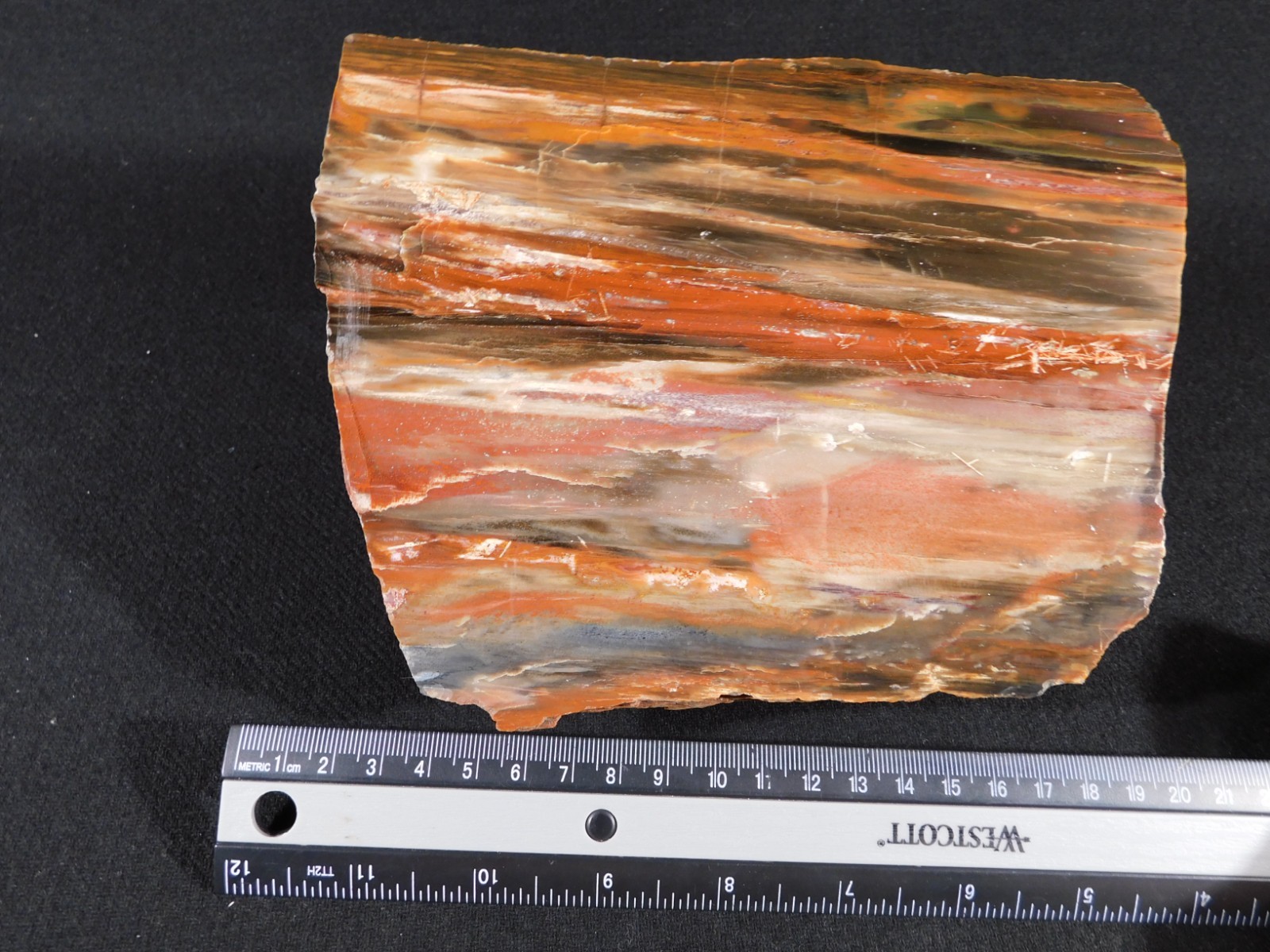 Big! 210 MILLION Year Old! Polished Petrified RAINBOW WOOD Fossil Arizona 1960gr