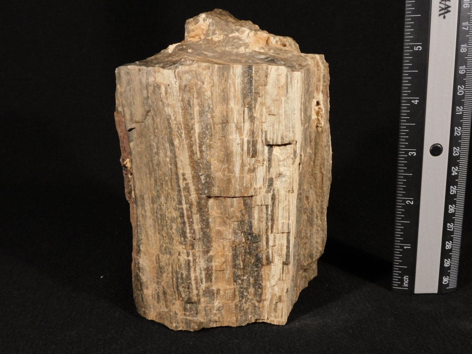 Well Defined BARK! Big 100% Natural Petrified Wood Fossil Jurassic Utah 1740gr