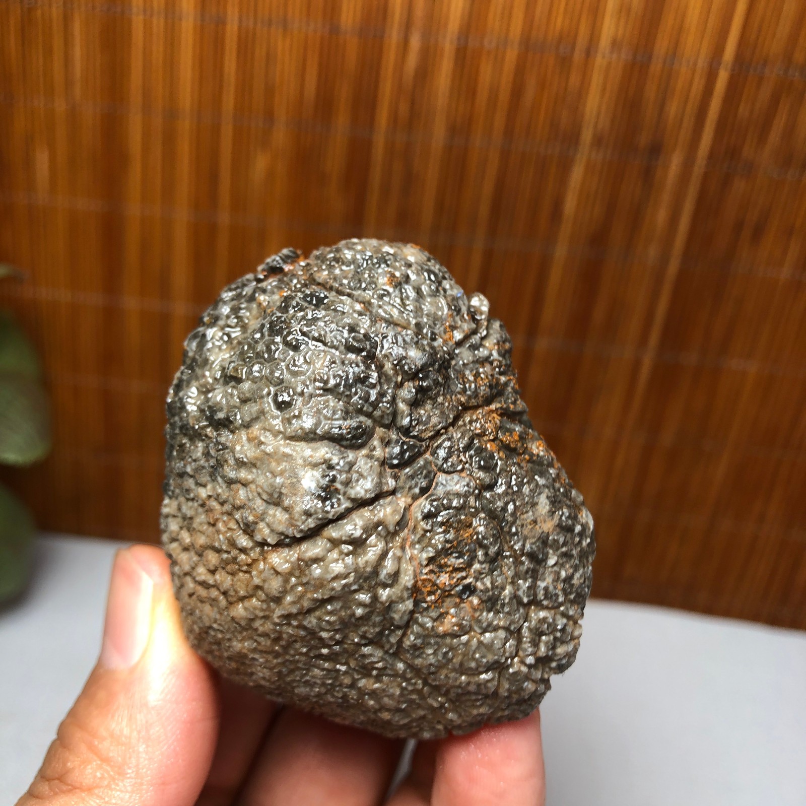 56mm Rare Rugose Coral Slab original Actinocyathus Morocco 133g A9418