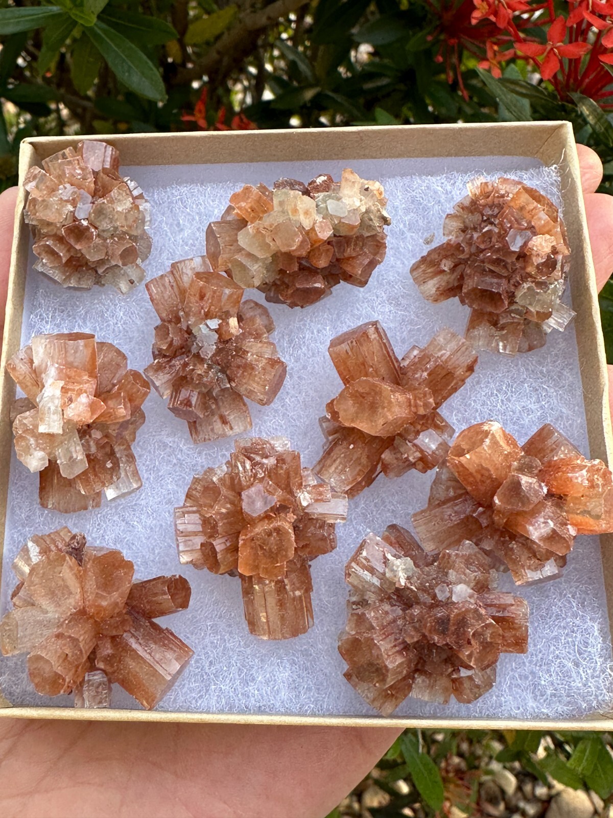 7-10 pcs Box Aragonite Clusters Collection,Grade A++ Mini Aragonite Star Crystal