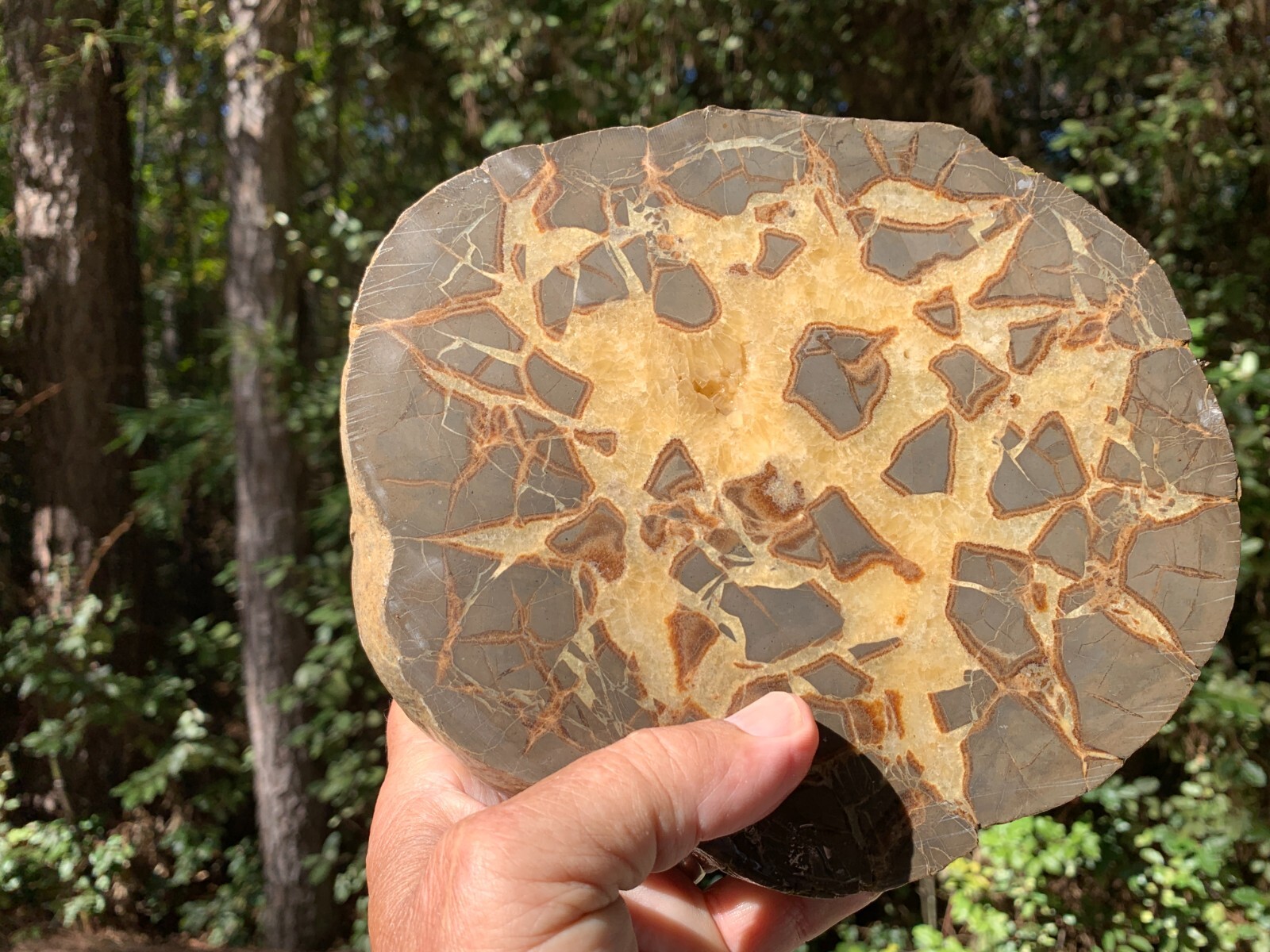 ☆5.5LB (2400Gr) 8 Inch Septarian Nodule 1/2 Geode Mineral Specimen from Utah☆721