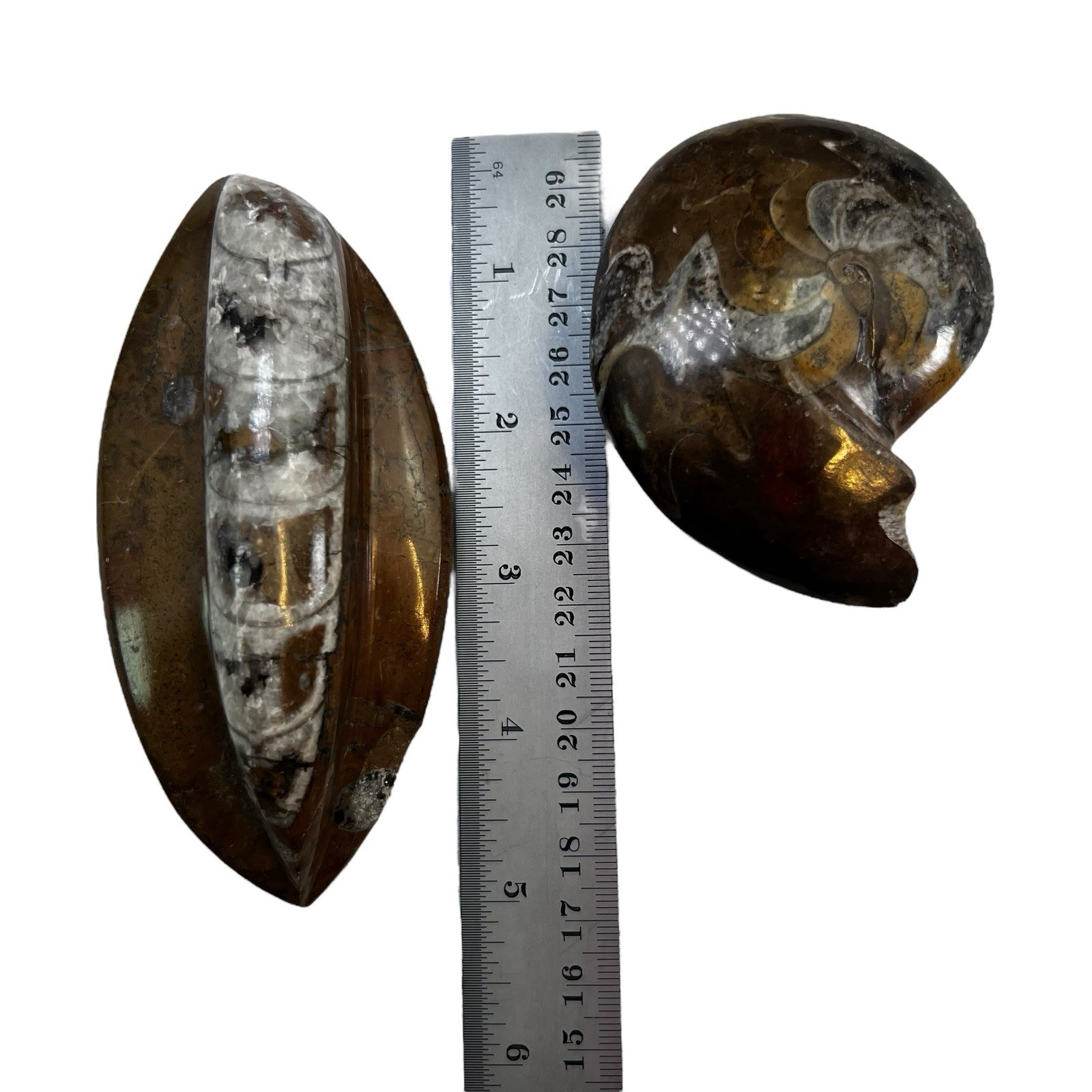 Lot of TEN Polished 400 Million Year Old Orthoceras Fossils Sm and Lg Morocco