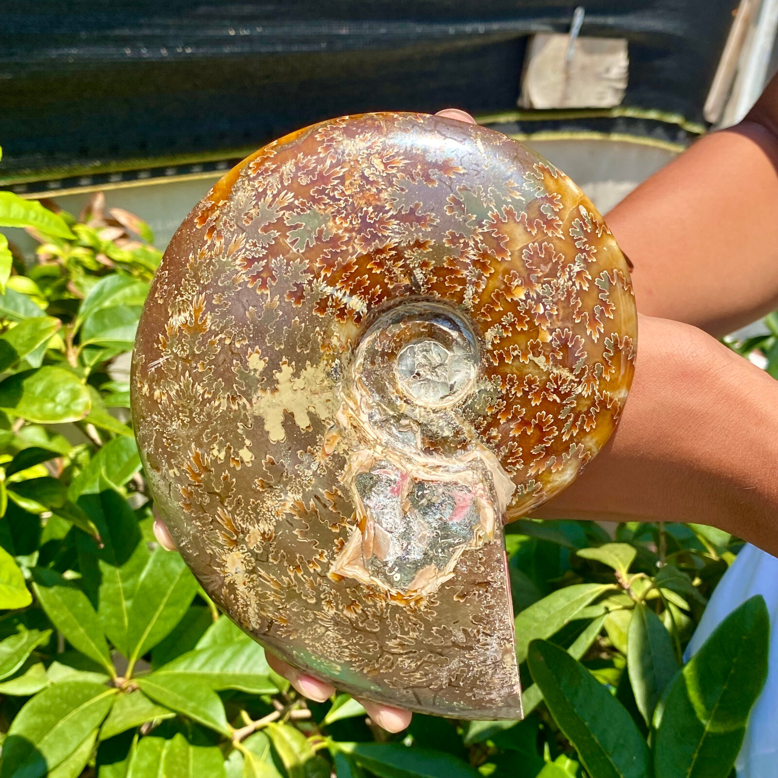 2.51LB Precious ammonite fossil shell specimen opaque yoga meditation energy