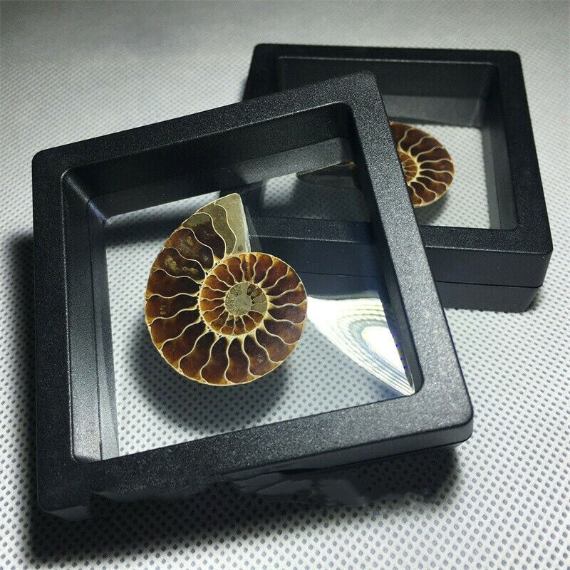 Natural Ammonite Fossil Shell Conch Specimen Crystal Healing Display Box 1pc