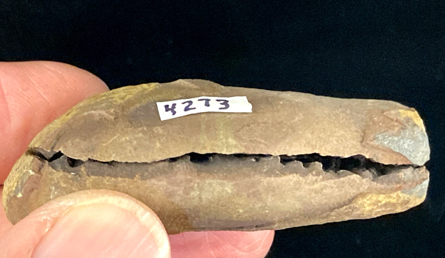 FERN LEAF NODULE (pair) from the INDIANA COAL MINES – 2 1/2 inches