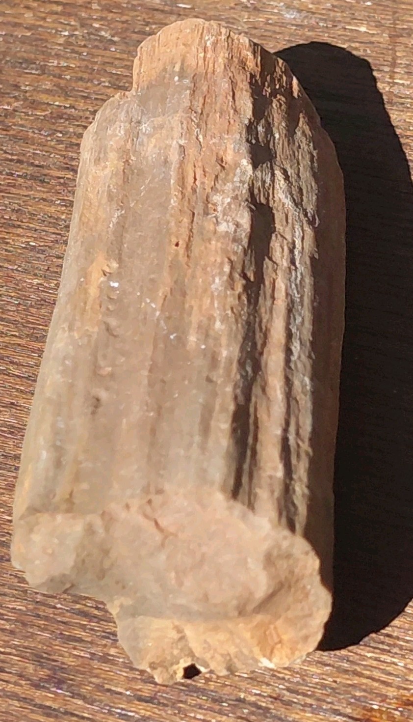 Petrified Wood Fossilized Branch W Bark Druzy Quartz-Hurricane Utah 3 1/4″×1 1/4