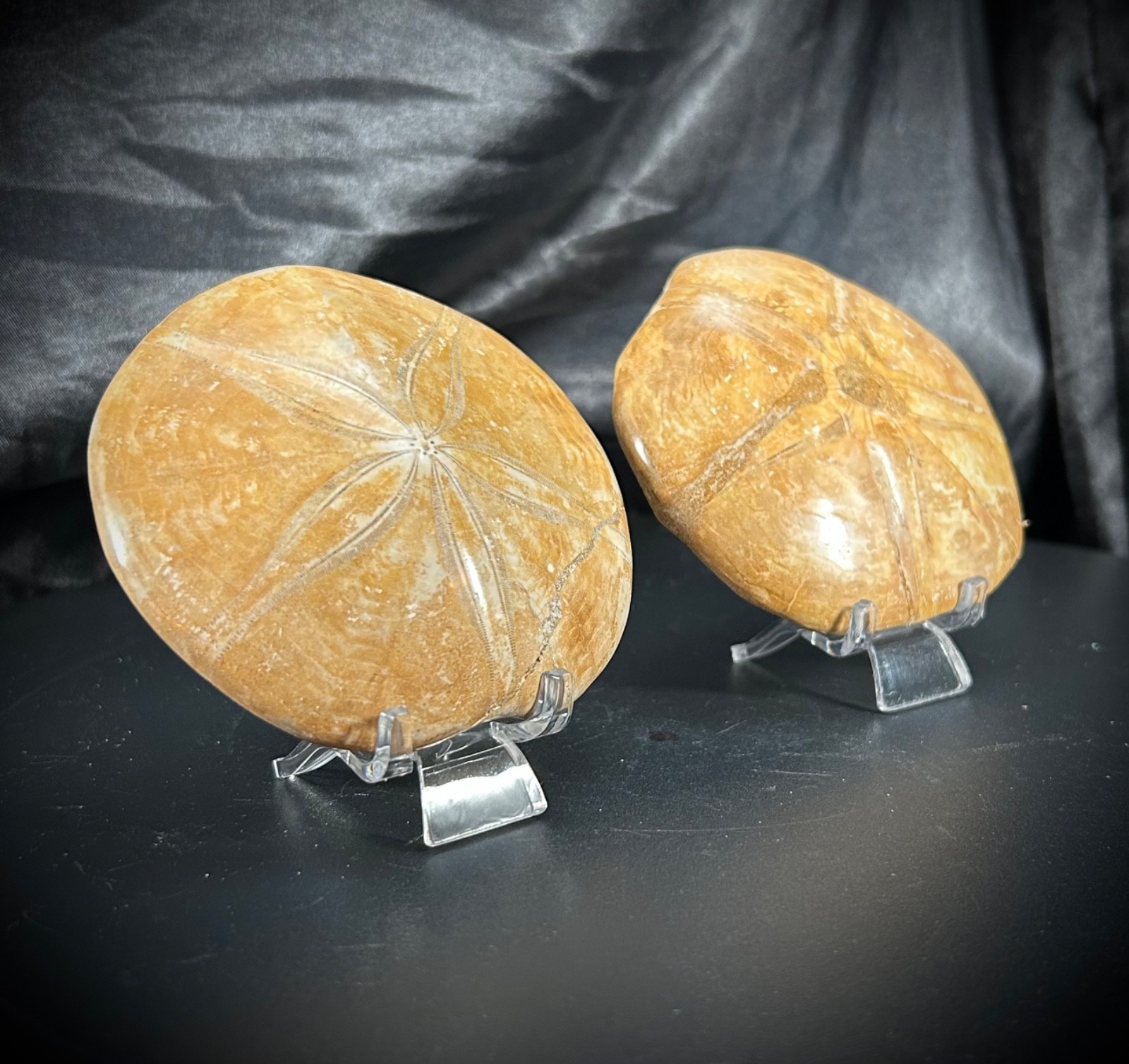 2 Fossil Echinoid Sand Dollars With Acrylic Stands (292 Grams)