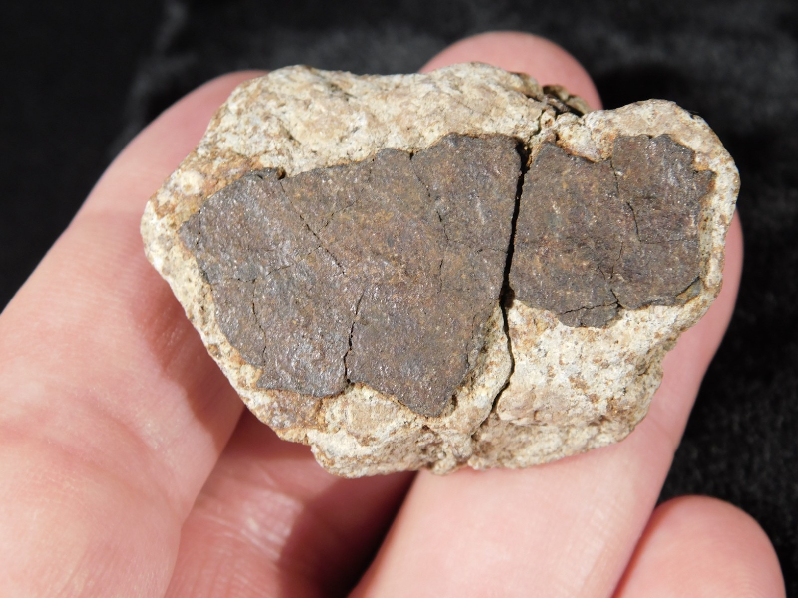 Classified NWA 8245 METEORITE Spots of Dark Fusion Crust! Erfoud, Morocco 52.8gr