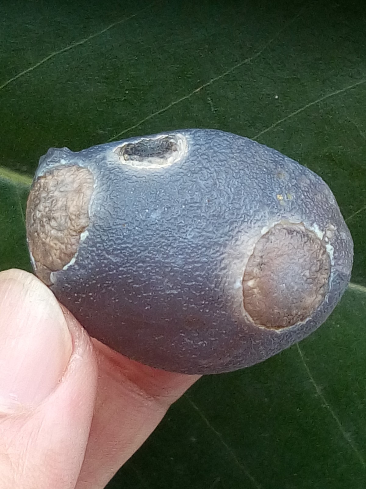 36mm Beautiful Natural Gobi agate eye agate collection