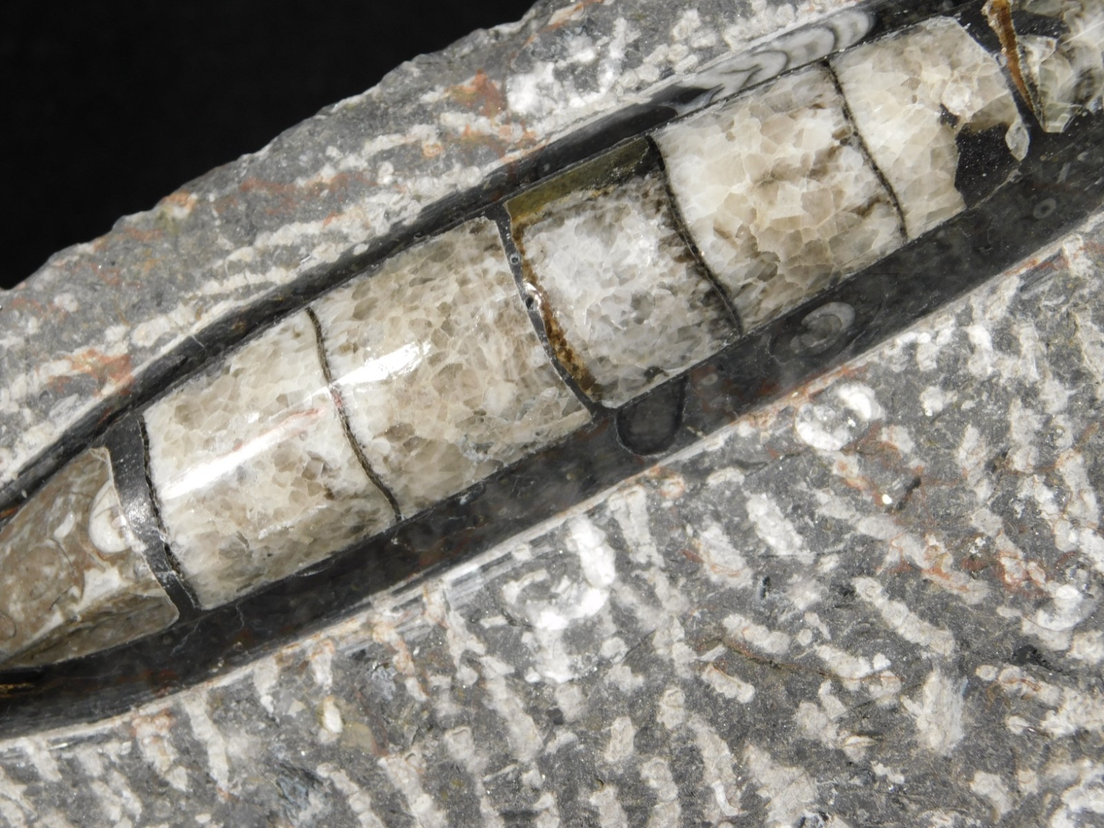 TWO! Polished Goniatite Fossils and an Orthoceras Fossil in Big Matrix 1441gr