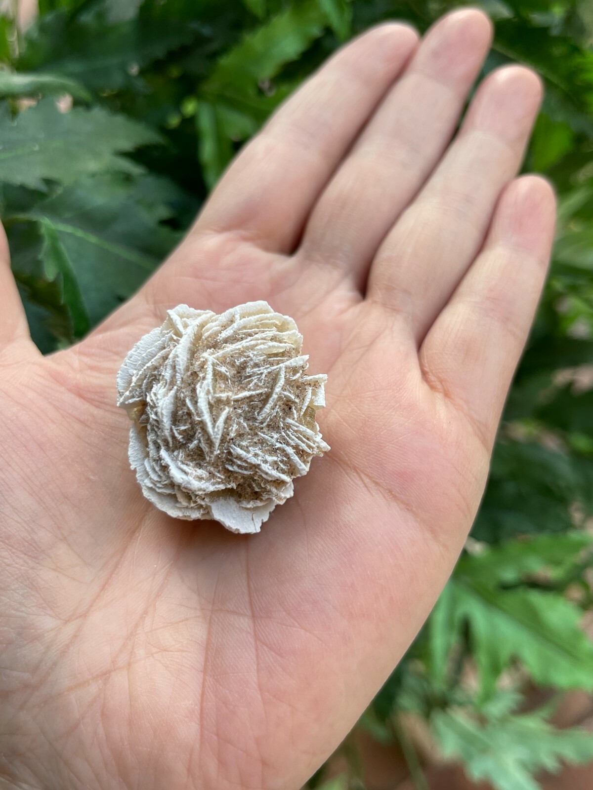 Desert Rose Selenite, 1.25-1.5 Inch Desert Gypsum Rose, Wholesale Bulk Lot