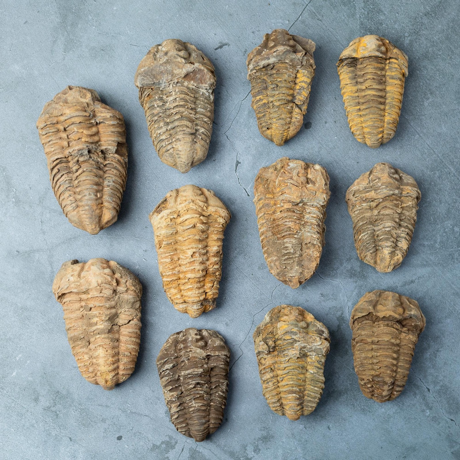 Trilobite Fossil Natural Ancient Specimen Prehistoric Marine Collector Gift
