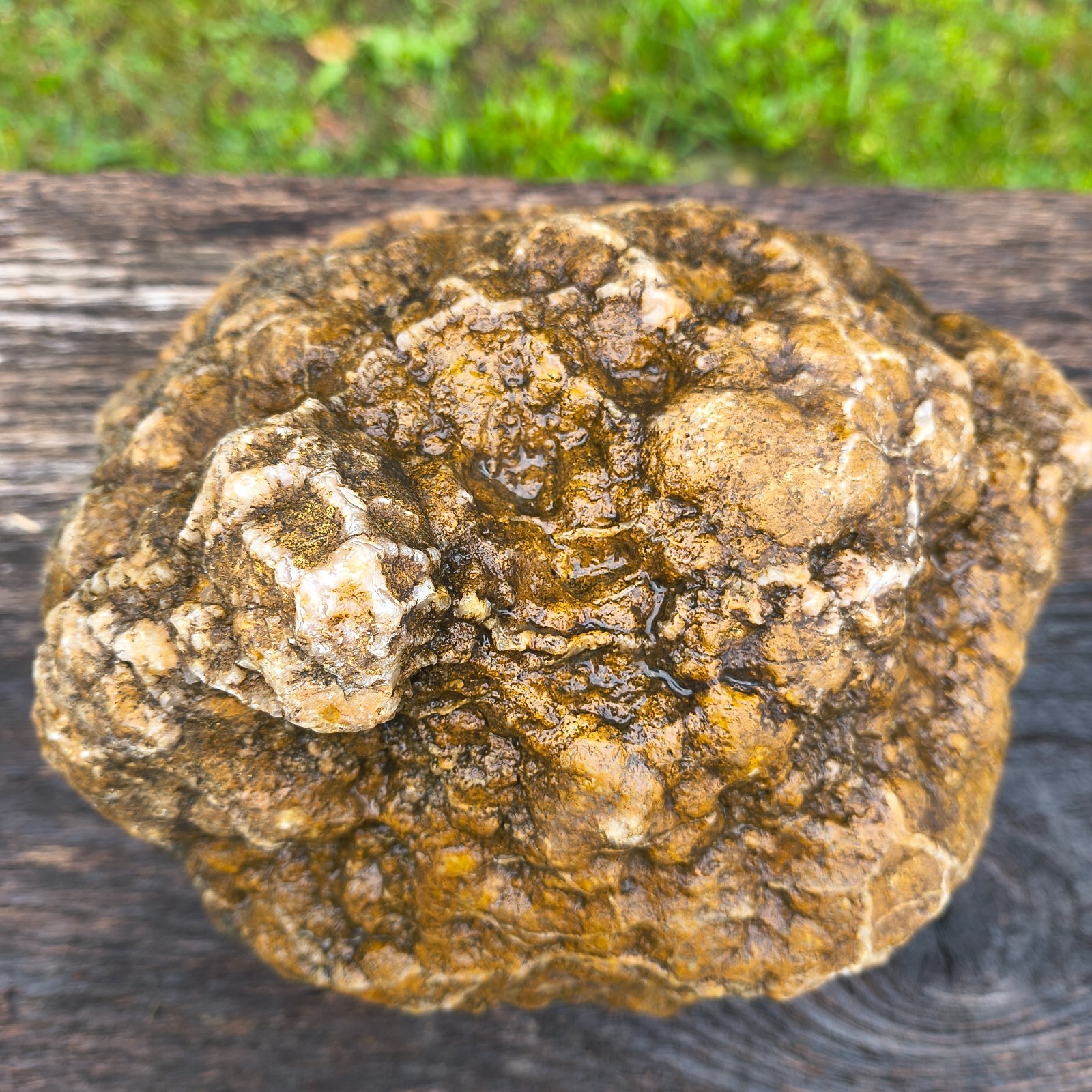 Large Kentucky Geode Natural Unopened Crystal Geode Collector Specimen