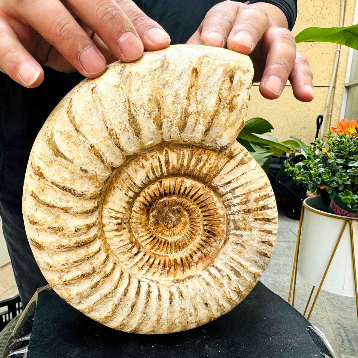 5.25LB Rare Large Natural Polished Natural Conch Fossil Specimens of Madagascar