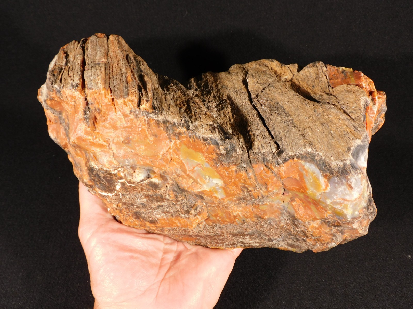 BIG! Highly Agatized Petrified WOOD Fossil From Triassic Arizona 3583gr