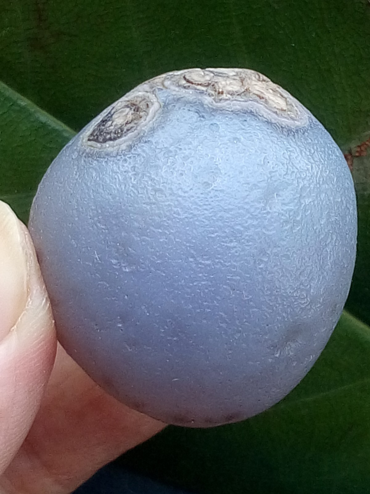 36mm Natural agate Gobi agate eye agate stone collection Landscape stone
