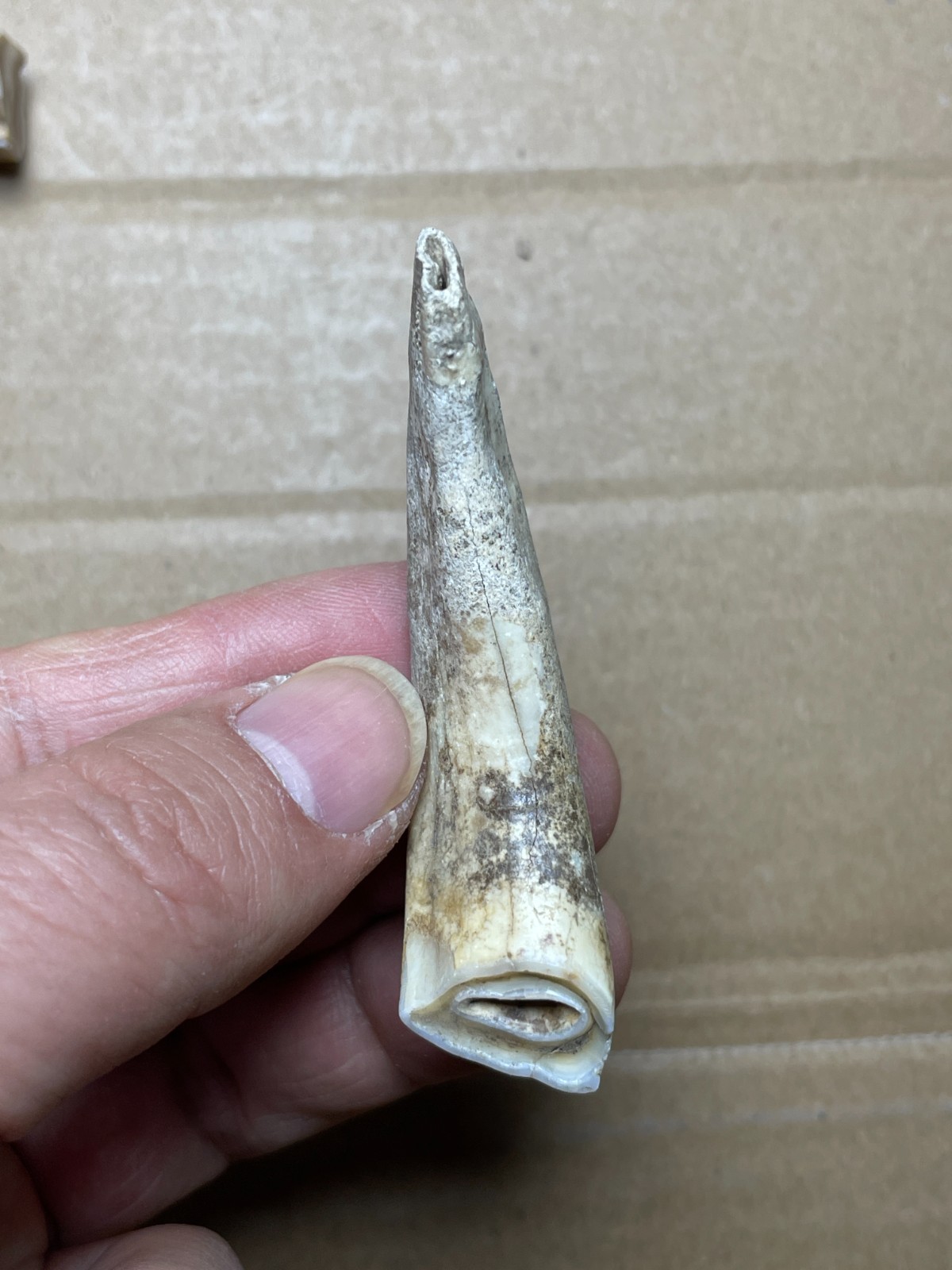5 pieces Beautiful Ice Age tooth collection
