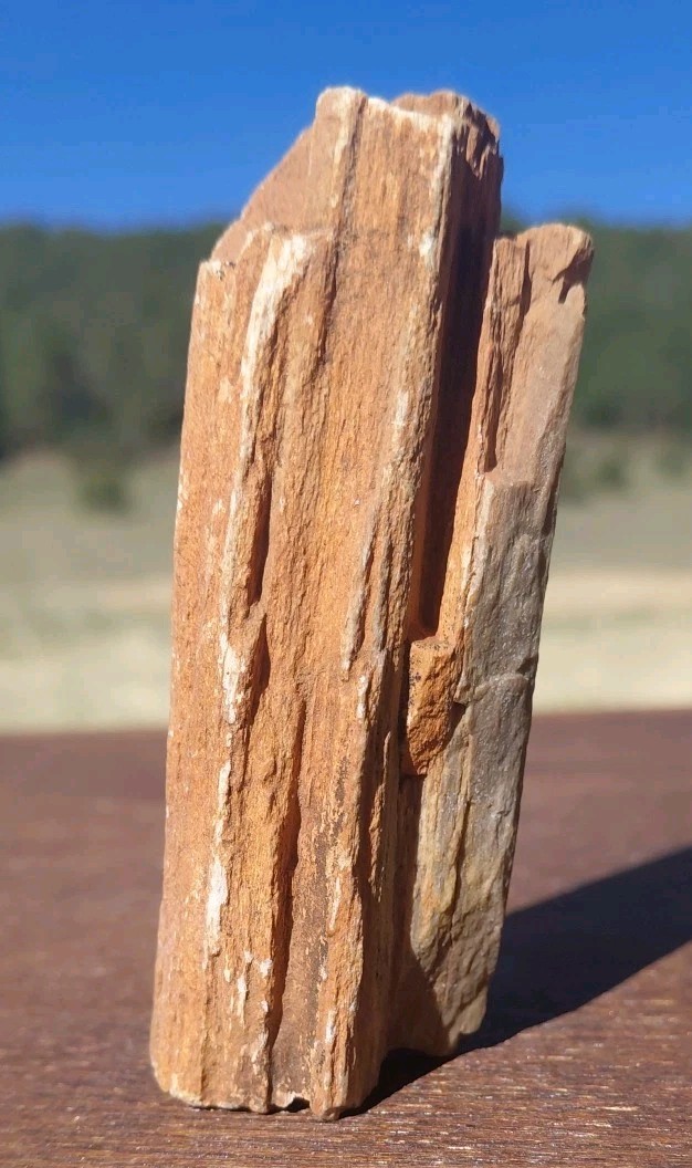 Petrified Wood Fossilized Branch W Bark Druzy Quartz-Hurricane Utah 3 1/4″×1 1/4