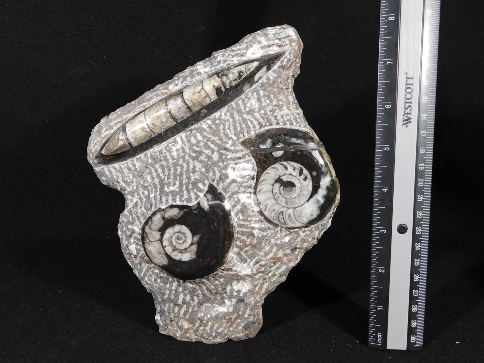 TWO! Polished Goniatite Fossils and an Orthoceras Fossil in Big Matrix 1441gr