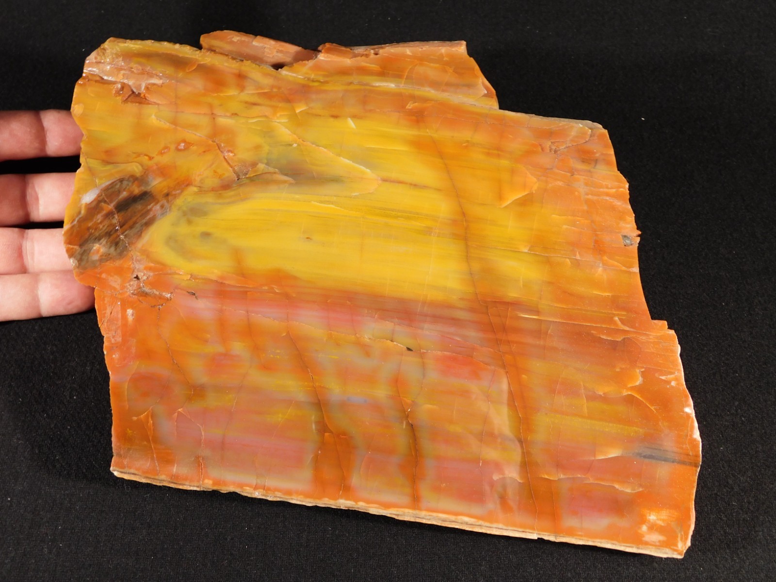 Nice BARK! Big Polished Petrified RAINBOW WOOD Fossil Arizona 2595gr