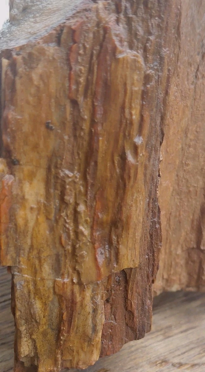 Petrified Wood 4lbs 9.5oz Limb Quartz Replaced Bark UV+ Henry Mountains UT Displ