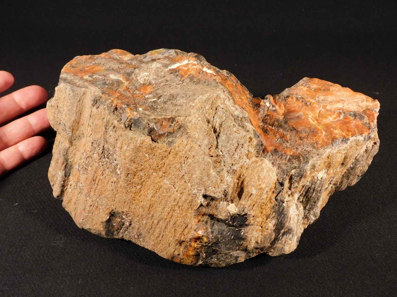 BIG! Highly Agatized Petrified WOOD Fossil From Triassic Arizona 3583gr