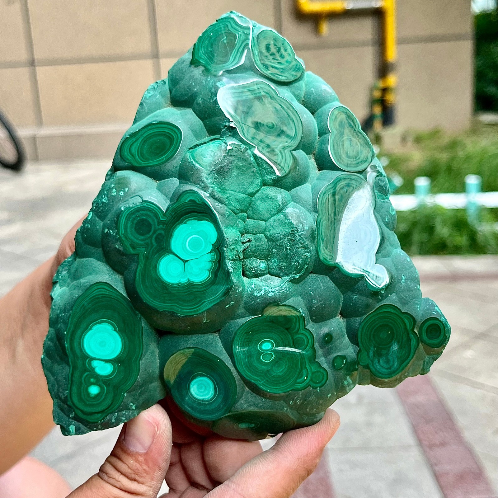 2.2 lb Eye Pattern Malachite Partially Polished Freeform Raw Back Specimen