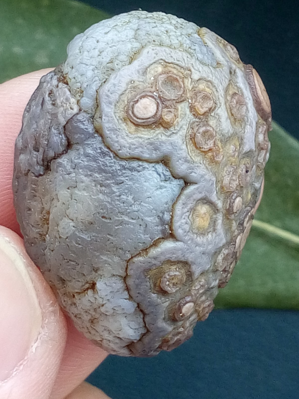 12g/36mm Natural GoBi Agate eye agate/stone cute collection