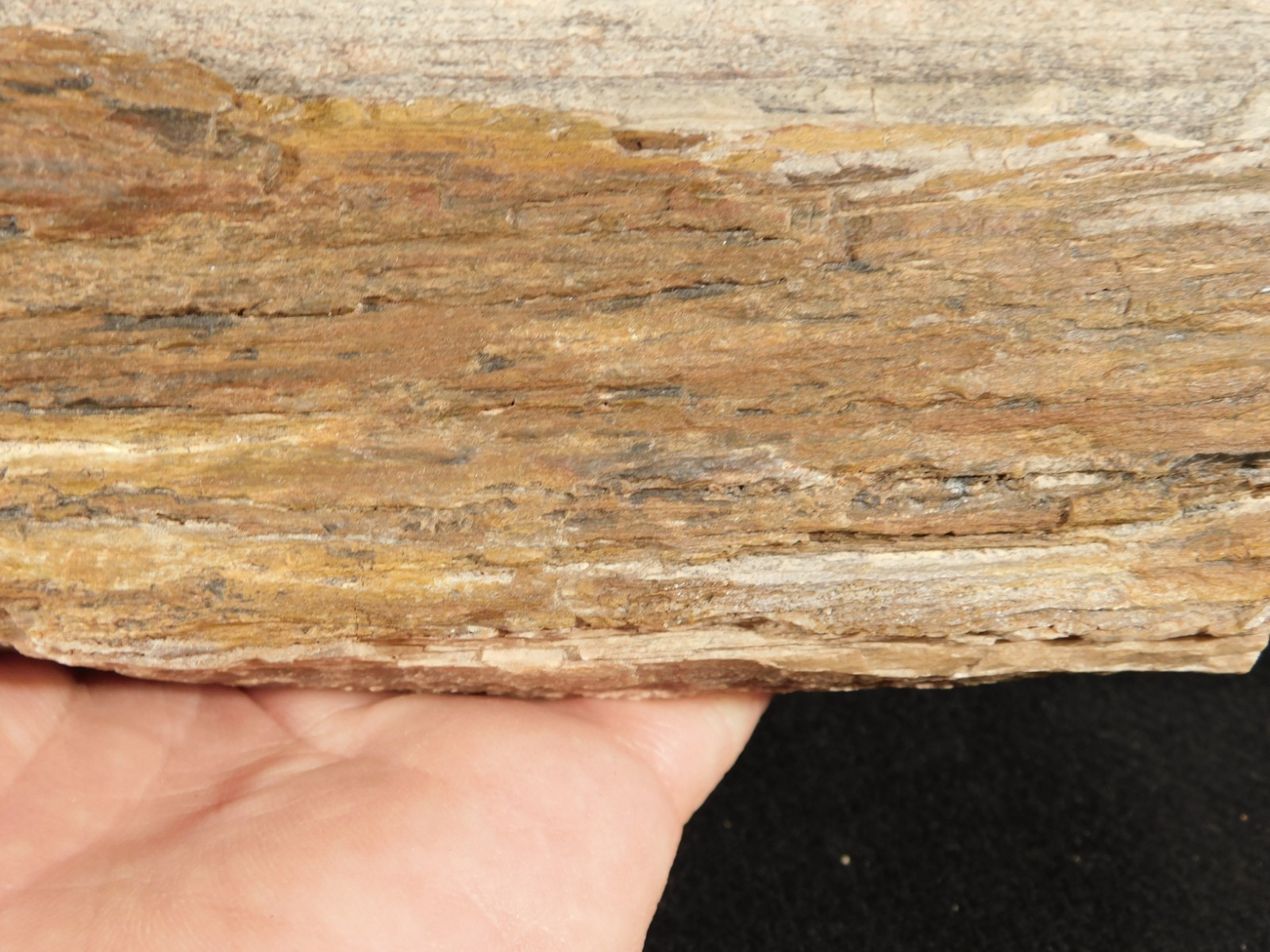 Nice BARK! Big Petrified Wood Fossil From Jurassic Utah 2575gr