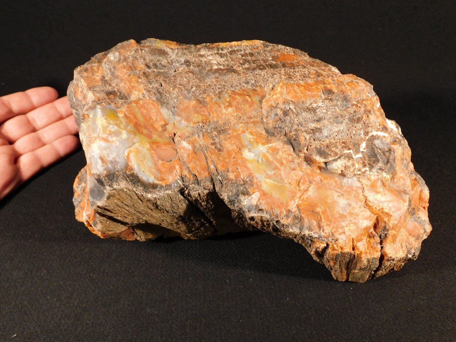 BIG! Highly Agatized Petrified WOOD Fossil From Triassic Arizona 3583gr