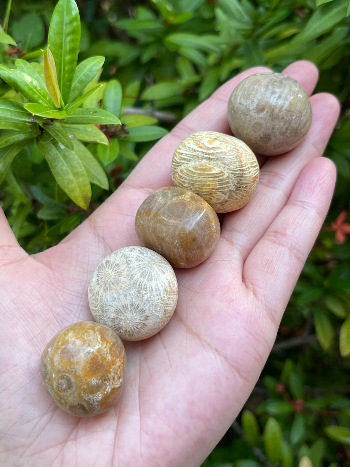 Grade A++ Fossil Coral Tumbled Stone, 0.75-1.25″ Tumbled Fossil Coral, Bulk Lot