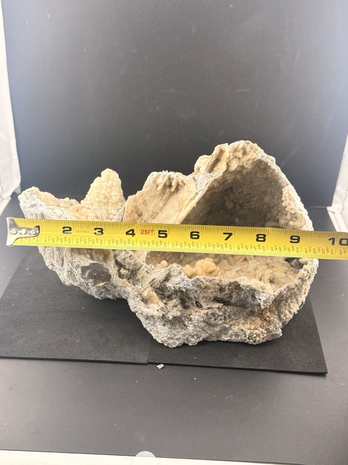 Large Natural Self Collected Florida Advertised Coral Natural Specimen