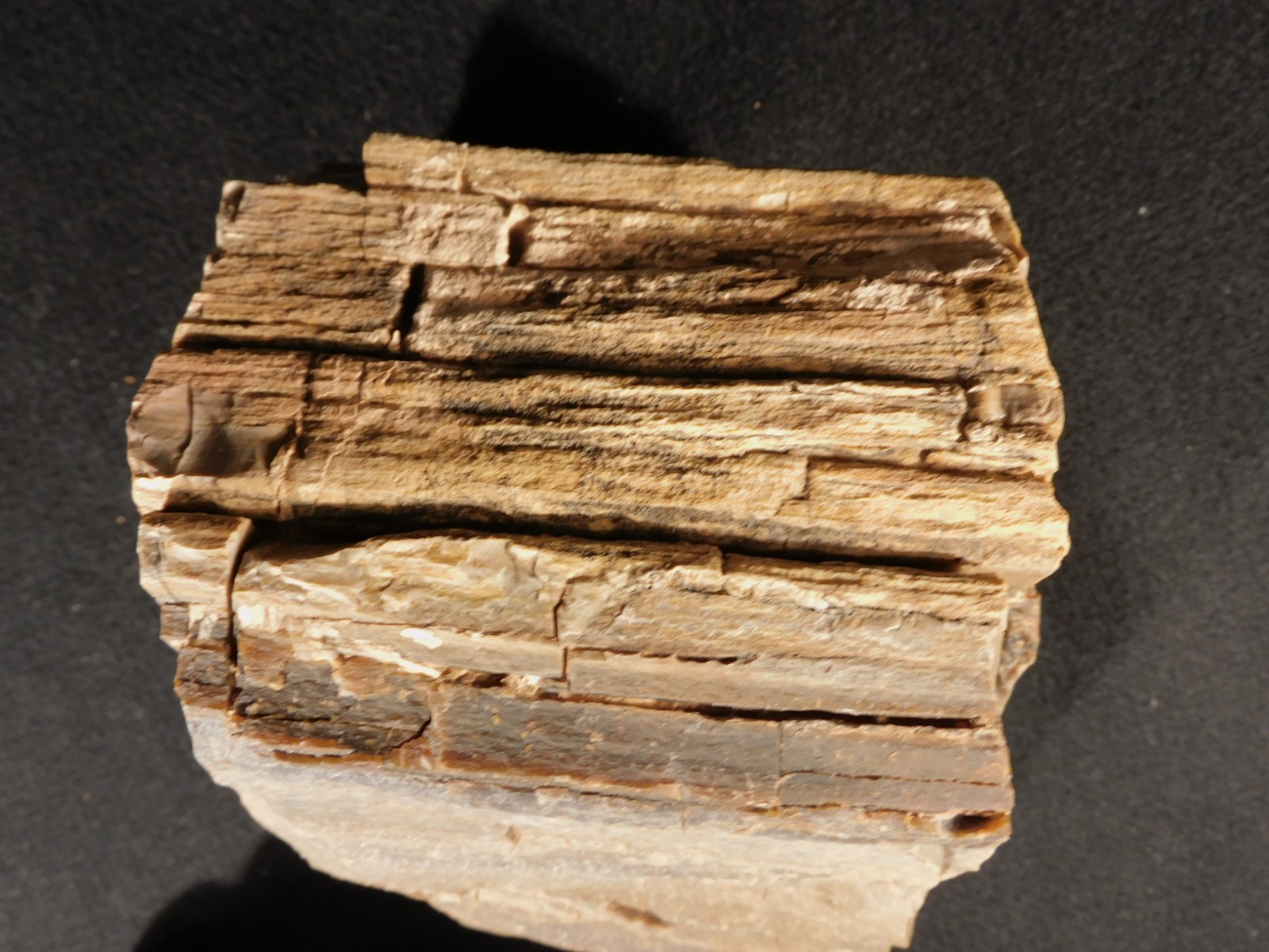 Nice BARK! Big Petrified WOOD Fossil From JURASSIC Utah 2200gr