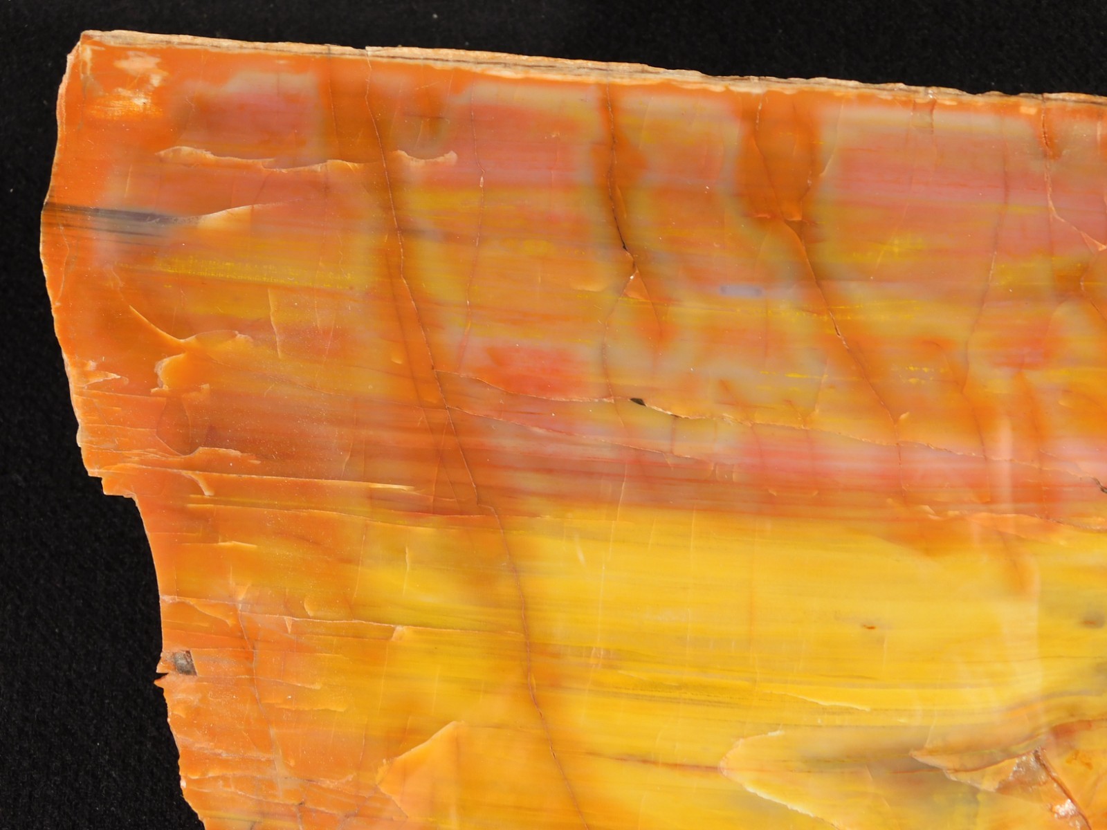 Nice BARK! Big Polished Petrified RAINBOW WOOD Fossil Arizona 2595gr